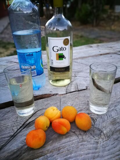 Das Abendessen in unserer Jugendherberge versüßten uns neben der Flasche Wein, zu der wir artig unsere beiden wieder aufgetauchten Belgier mit einluden, frische Aprikosen vom Baum. Eine Wucht.
Auf der Weinflasche war bereits auf dem Etikett ein Kater abgebildet. Ich denke, Sie wissen Bescheid. 