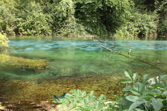 "Das blaue Auge" mit zwei blauen Libellen im Vordergrund.