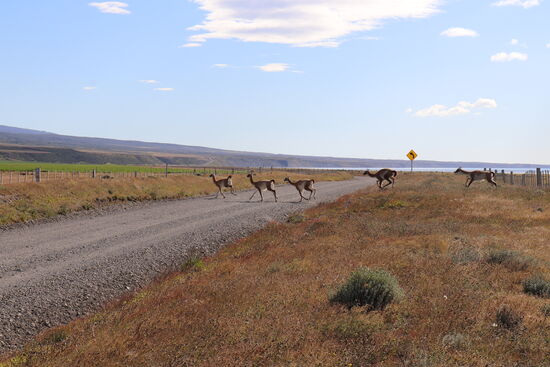 Guanakos so weit das Auge reicht!