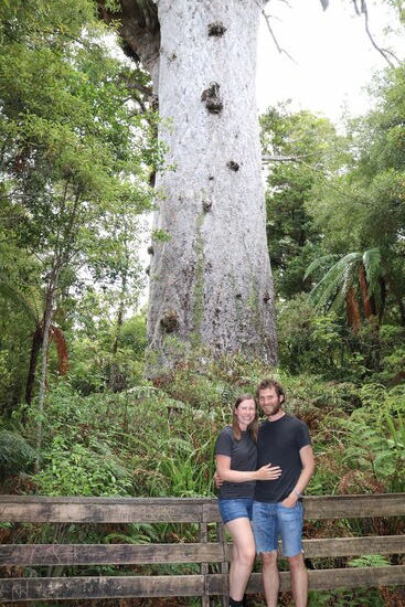 Der älteste Karibaum Neuseeland im Waipoua Forsest