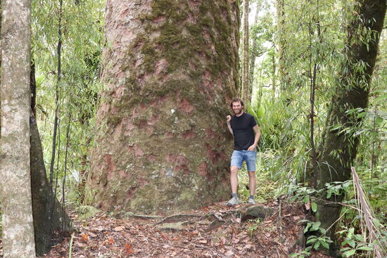 Kauris im Trounson Kauri Park