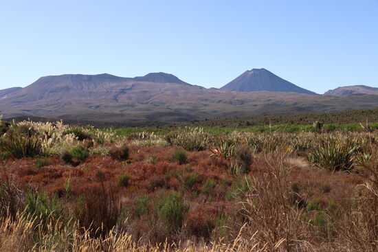 Der Tongariro in einen strahlend blauen Himmel getaucht. 