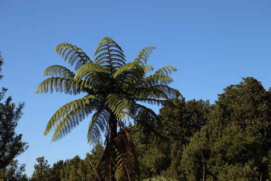 Der Baumfarn - das Wahrzeichen Neuseelands