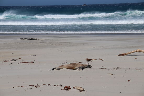 Auf der faulen Haut liegt sichs am besten!