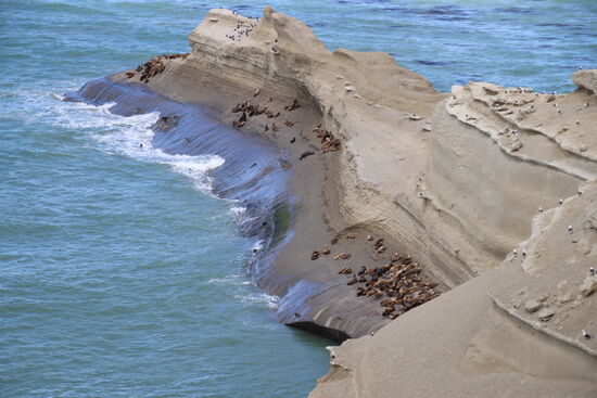 Seelöwen im Nationalpark Monte Léon