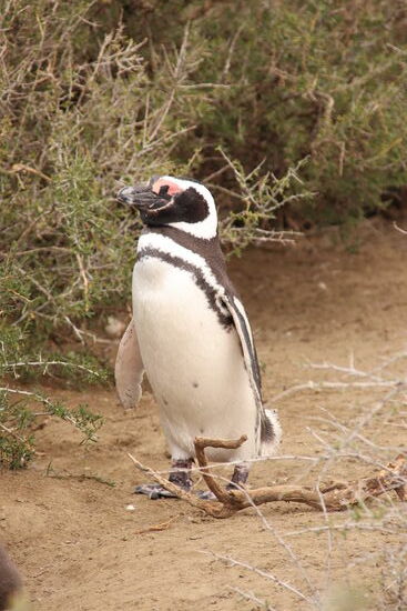 Pinguine im Nationalpark Monte Léon - hautnah!