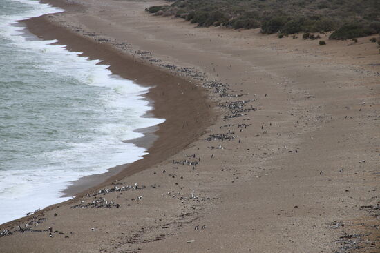 Pinguinstrand (Nationalpark Monte Léon)