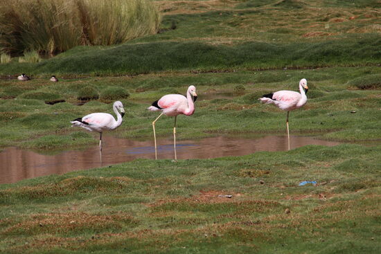 Flamingos in den Feuchtgebieten