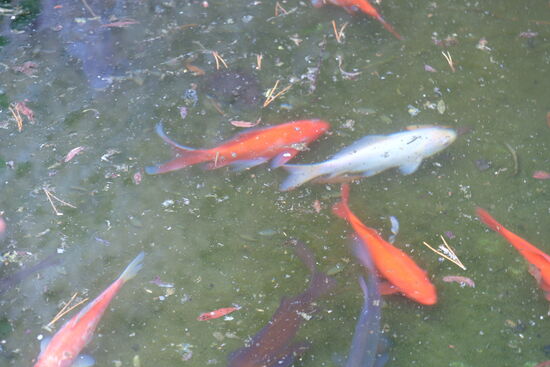 Heute gibt es kein Fisch