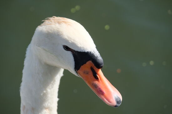 Unsere ständigen Begleiter.