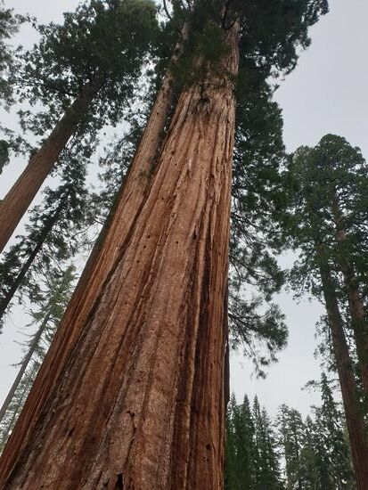 Mammutbäume im Yosemite Park