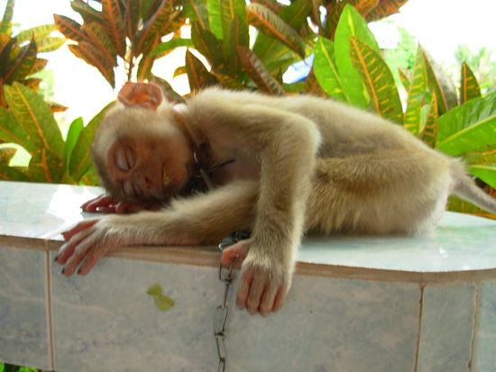 George schlaeft auf dem Balkon