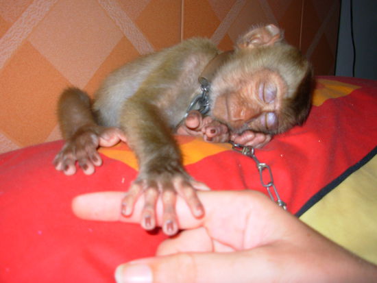 George schlaeft in meinem Bett