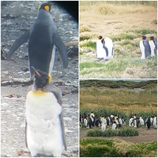 Endlich, unseren ersten Königspinguine