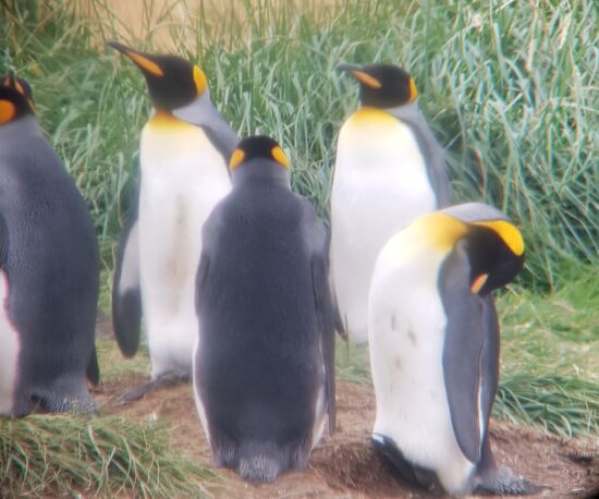 Leider kamen die Babys  nicht zum Vorschein, denen war es wohl noch kälter als uns.