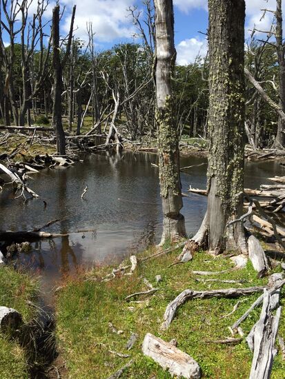 Dieser Bieber nimmt bestimmt morgens Aronal und abends Elmex