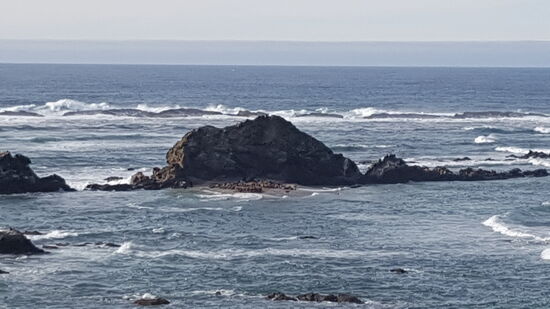 Eine Seehundkollonie