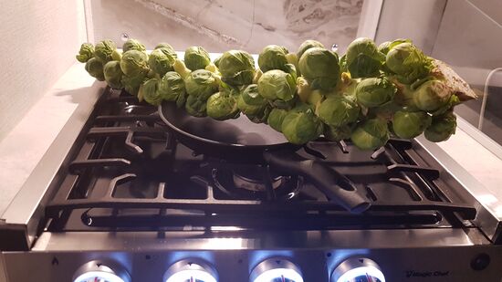 Grosser Zwergenkohl trifft auf kleine Pfanne!