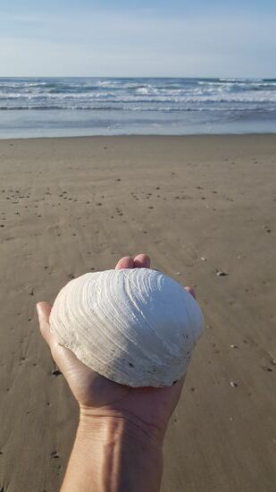Das Land der Superlative!! Die grösste Muschel von Strand
