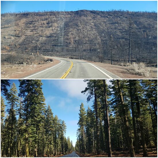 Erschreckende Kulisse...nach dem Waldrand und wie  es eigendlich aussehen sollte!