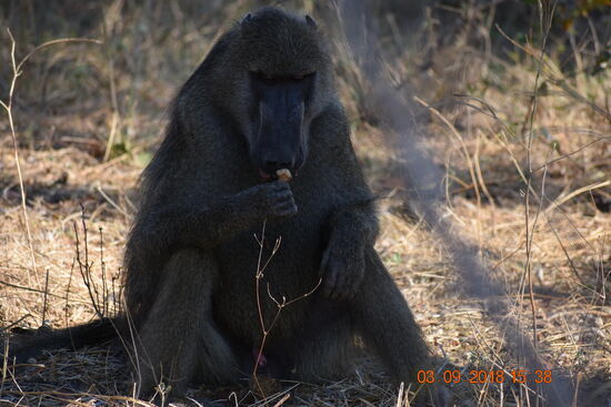 Mosi-oa-Tunya National Park