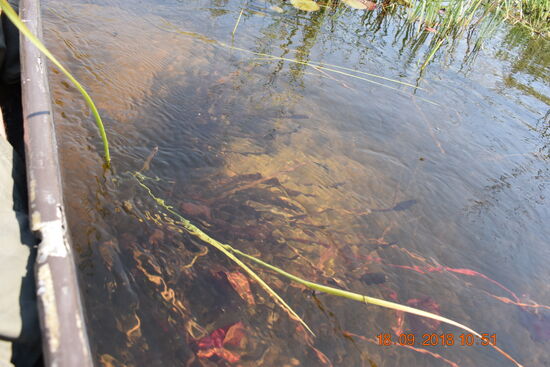 glasklares Wasser in Trinkwasserqualität