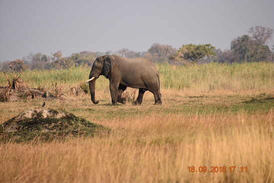 Elefant crossing