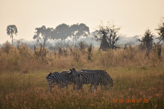 Zebras