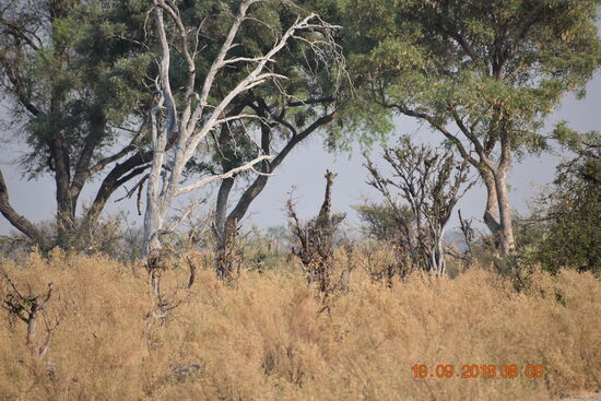 Suchbild mit Giraffe