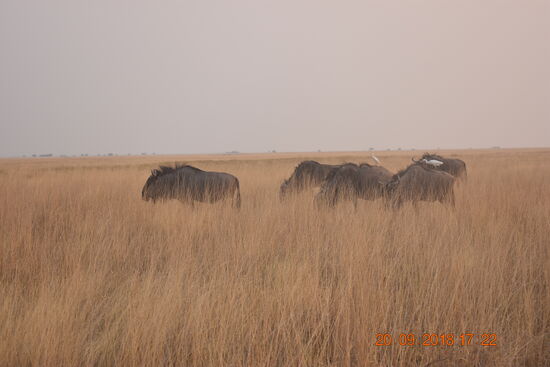 Gnus am Rand der Pans mit ihren "Reitern"