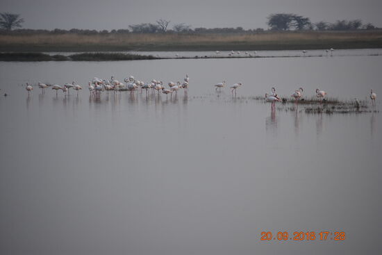 unzählige Flamingos