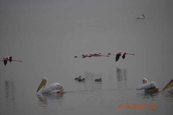 Pelikane, Flamingos und Enten