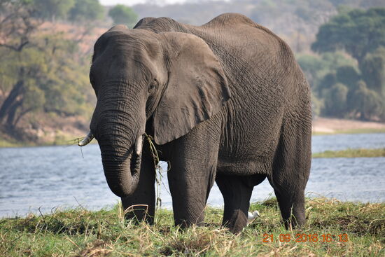 ganz saftige Gräser