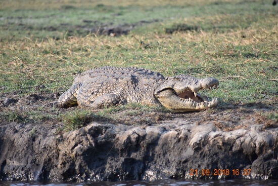 Urgewalt mit fast 4 m Länge