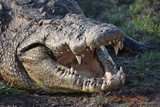 Urgewalt aus nächster Nähe