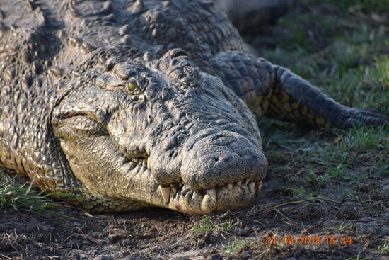 ...schau mir in die Augen Kleines