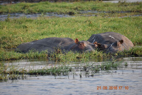 Hippo-Pärchen beim Schmusen