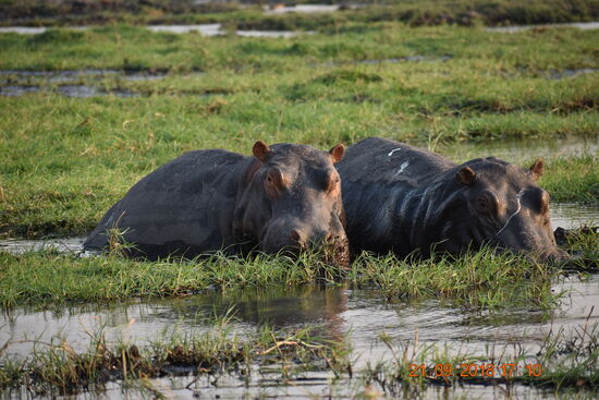 Flußpferde haben wir bei dieser Reise besonders in das Herz geschlossen, ihre unverwechselbaren Rufe haben uns auf vielen Stationen begleitet