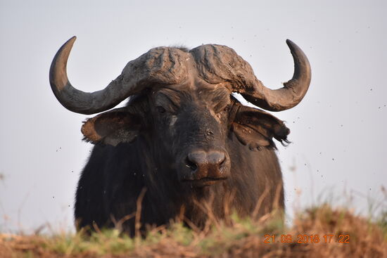 Geballte Kraft und keine Angst, Kaffernbüffel