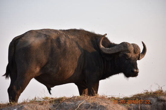 Geballte Kraft, Kaffernbüffel