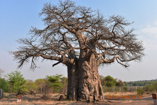 ca. 1000-jähriger gewaltiger Baobab.