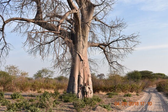 Baobab