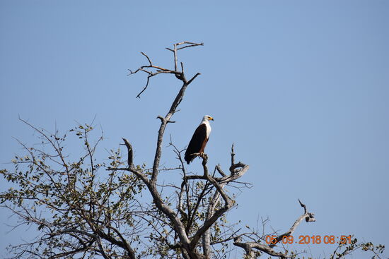 am Kwando-River