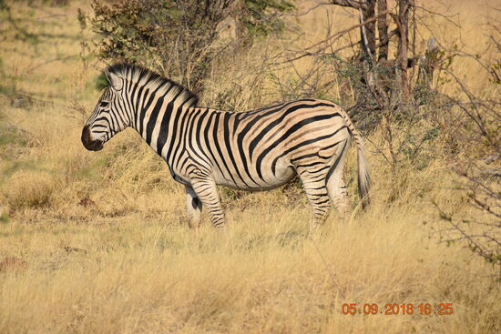 Mahango Game Reserve