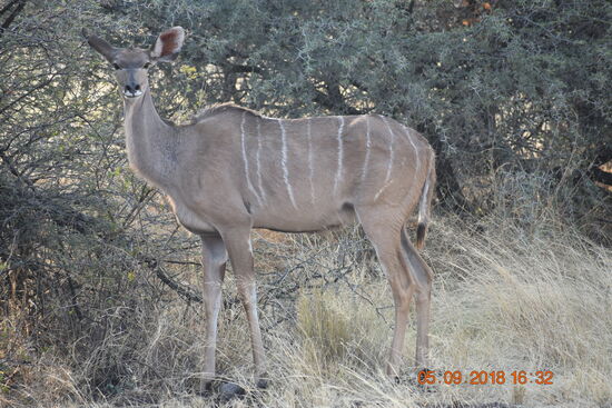 Mahango Game Reserve