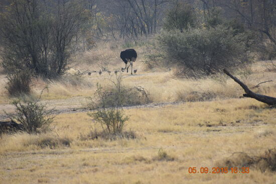 Mahango Game Reserve