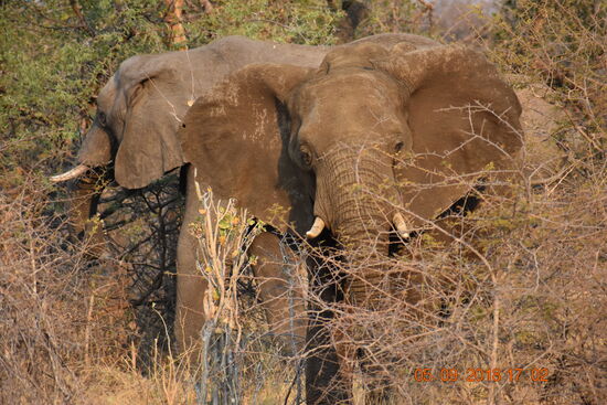 Mahango Game Reserve