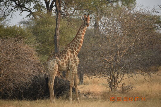 Mahango Game Reserve