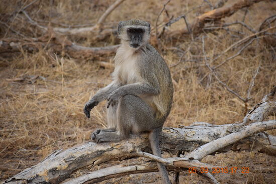 Mahango Game Reserve