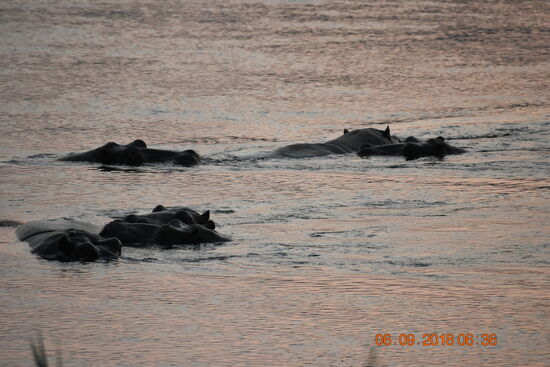 am Okavango